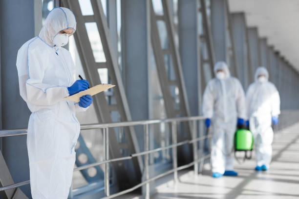 Best Basement Mold Removal  in Steger, IL