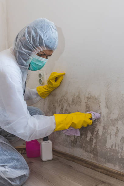 Best Black Mold Removal  in Steger, IL
